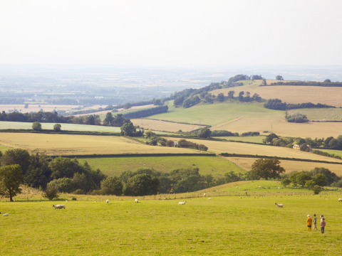 Niños pasean por un prado verde con ovejas en Feather Down Hidcote Manor Farm, West Midlands, Reino Unido.