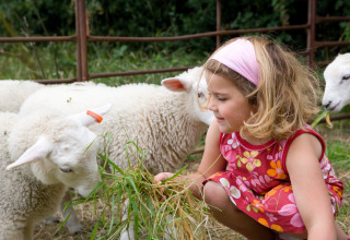 Une fille en robe fleurie nourrit des agneaux avec de l’herbe à Feather Down Hidcote Manor Farm, West Midlands, Royaume-Uni.