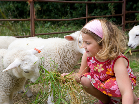 Una niña con vestido de flores da de comer pasto a corderos en Feather Down Hidcote Manor Farm en West Midlands, Reino Unido.