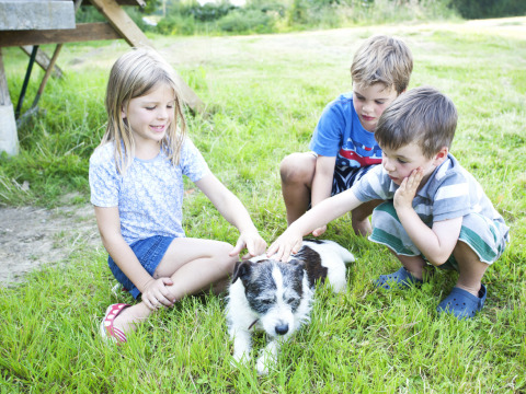 Drie kinderen aaien een hond op het gras bij Feather Down Hidcote Manor Farm in West Midlands, Verenigd Koninkrijk.