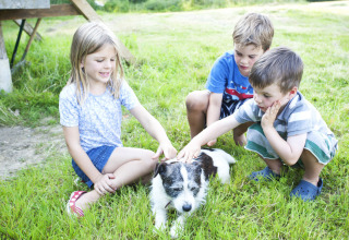 Tre børn leger med en sort-hvid hund i græsset på Feather Down Hidcote Manor Farm i West Midlands, UK.