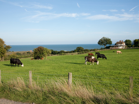 Vacas pastando en un campo verde con vistas al mar y una casa de campo en Feather Down Lunsford Farm al sureste de Inglaterra.