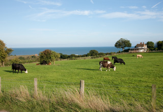 Køer græsser på en grøn mark med udsigt over havet og et bondehus på Feather Down Lunsford Farm i Sydøstengland.
