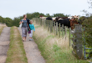 Mor og barn går langs en landsti ved siden af køer bag et hegn på Feather Down Lunsford Farm feriepark.