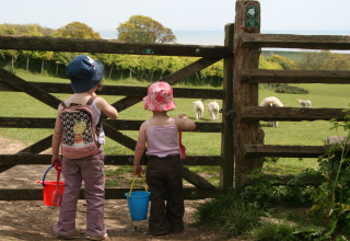 Zwei Kinder mit Eimern schauen auf Schafe durch ein Tor auf Feather Down Lunsford Farm, Südostengland, UK.