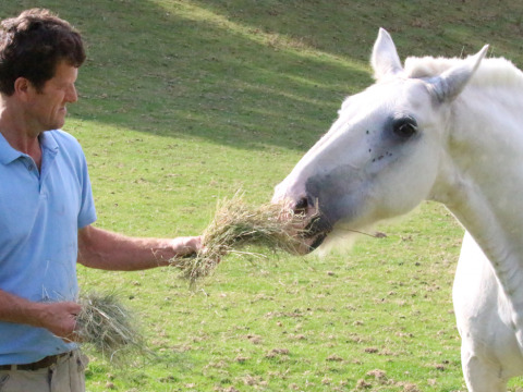 Hombre con camisa azul claro da heno a un caballo blanco en el campo en Feather Down Lunsford Farm, Inglaterra.