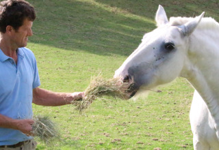 Man in light blue shirt feeding a white horse hay on a green field at Feather Down Lunsford Farm, England.