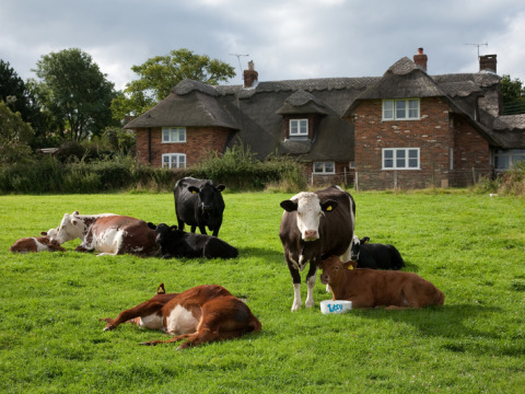 Vacas pastando y descansando en un prado frente a una casa rural en Feather Down Lunsford Farm, Inglaterra.