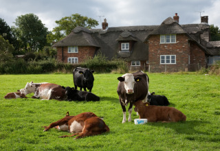 Køer græsser og hviler på en mark foran et traditionelt hus på Feather Down Lunsford Farm i England.