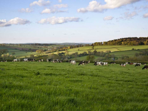Prados verdes con vacas pastando en Feather Down Billingsmoor Farm, parque vacacional en el suroeste de Inglaterra.