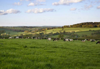 Uitgestrekte groene weiden met grazende koeien op Feather Down Billingsmoor Farm in Zuidwest-Engeland.