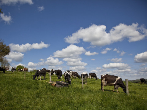 Vacas blancas y negras pastan en un campo verde bajo un cielo azul con nubes en Feather Down Billingsmoor Farm.
