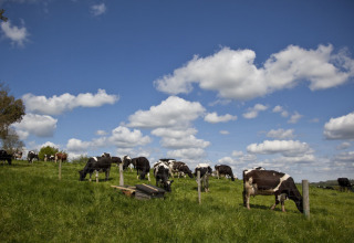 Schwarz-weiße Kühe grasen auf einer Weide unter blauem Himmel mit Wolken bei Feather Down Billingsmoor Farm.