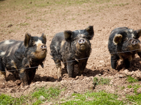 Three black and white pigs on a dirt field at Feather Down Billingsmoor Farm holiday park, South West England.
