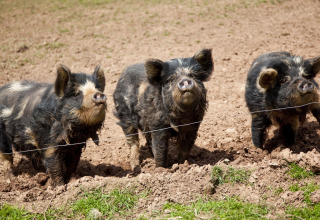 Three black and white pigs on a dirt field at Feather Down Billingsmoor Farm holiday park, South West England.