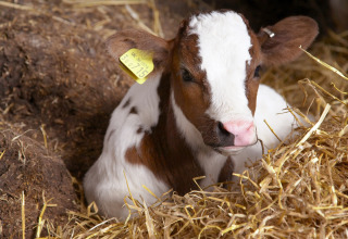 En ung kalv med hvidt og brunt pels, sidder i halm på Feather Down Billingsmoor Farm i Sydvestengland.