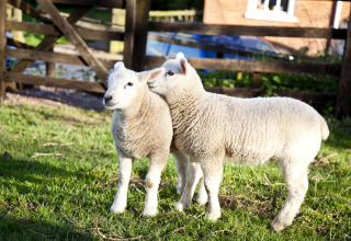 To lam nyder det grønne græs i solen på Feather Down Billingsmoor Farm i det sydvestlige England.
