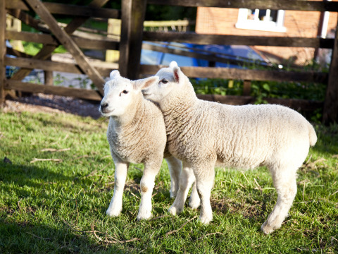 To lam nyder det grønne græs i solen på Feather Down Billingsmoor Farm i det sydvestlige England.