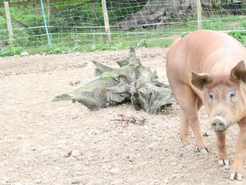 A brown pig standing on a dirt enclosure with a tree stump and wire fence at BoerenBed Sunninglye Farm, England.