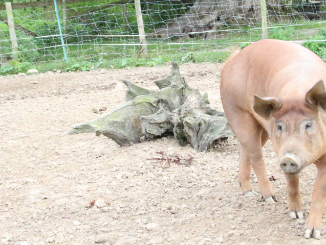 Un cerdo marrón está de pie en un corral de tierra junto a un tocón y valla en BoerenBed Sunninglye Farm, Inglaterra.