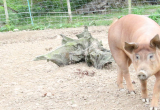 A brown pig standing on a dirt enclosure with a tree stump and wire fence at BoerenBed Sunninglye Farm, England.