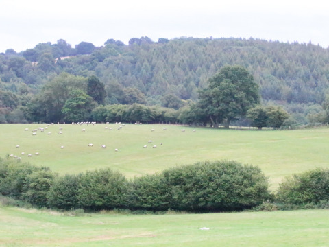 Grüne Wiese mit weidenden Schafen auf Sunninglye Farm, umgeben von Bäumen und Hügeln in England.