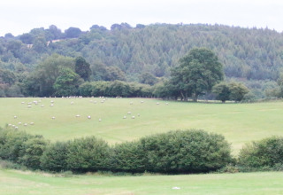 Campo verde con pecore al pascolo a Sunninglye Farm, circondato da alberi e colline nell'est dell'Inghilterra.