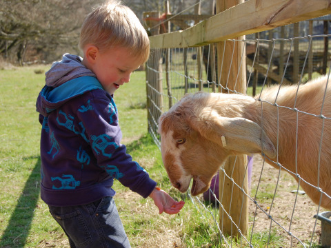 Jongen voedert een geit door het hek bij BoerenBed Sunninglye Farm in Oost-Engeland, Verenigd Koninkrijk.