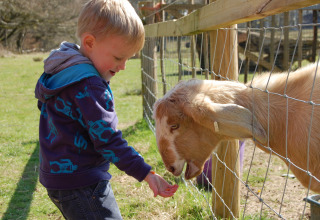 Dreng fodrer ged gennem hegn på BoerenBed Sunninglye Farm, en feriepark i Østengland, Storbritannien.