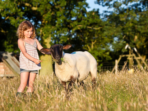 Una bambina dà da mangiare a una pecora in un campo soleggiato a BoerenBed Sunninglye Farm, parco vacanze in Inghilterra.