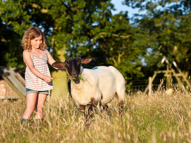 Una niña alimentando a una oveja en un campo soleado en BoerenBed Sunninglye Farm, un parque de vacaciones en Inglaterra.