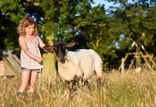 Una bambina dà da mangiare a una pecora in un campo soleggiato a BoerenBed Sunninglye Farm, parco vacanze in Inghilterra.