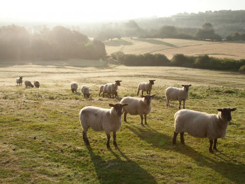 Een kudde schapen graast op een zonnige weide bij BoerenBed Sunninglye Farm in Oost-Engeland, Verenigd Koninkrijk.