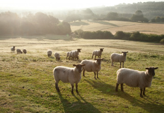 En flok får græsser på en solrig mark ved BoerenBed Sunninglye Farm i det østlige England, Storbritannien.