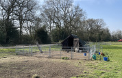 Et billede af en hønsegård med høns på Feather Down Foxglove Farm i Sydøstengland, Storbritannien.