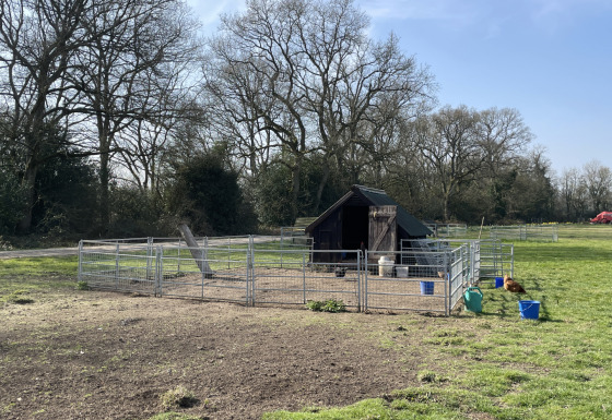 Et billede af en hønsegård med høns på Feather Down Foxglove Farm i Sydøstengland, Storbritannien.