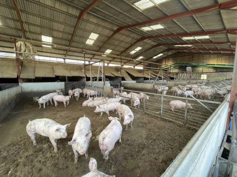 En indendørs svinestald på Feather Down Foxglove farm med mange grise i forskellige aflukker.