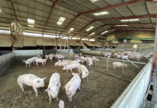 En indendørs svinestald på Feather Down Foxglove farm med mange grise i forskellige aflukker.