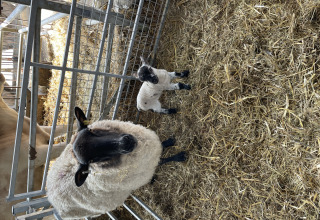 Et får og et lam står i en halmbås på Feather Down Foxglove Farm, en feriegård i det sydøstlige England.