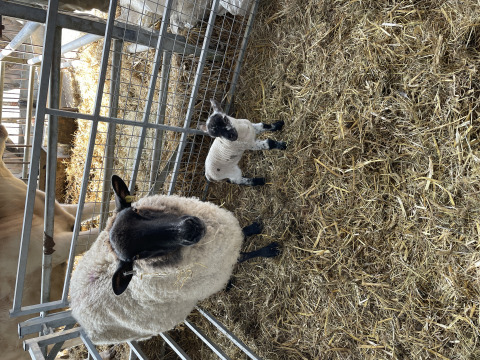 Et får og et lam står i en halmbås på Feather Down Foxglove Farm, en feriegård i det sydøstlige England.