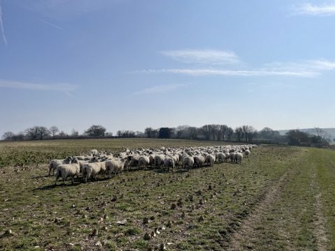 En flok får græsser på en mark under en klar blå himmel ved Feather Down Foxglove farm i Sydøstengland.