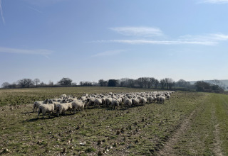 Een kudde schapen graast op een veld onder een blauwe lucht bij Feather Down Foxglove farm in Zuidoost-Engeland.