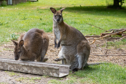 Twee wallaby's zitten op de grond in het vakantiepark Welcome In - Zeeland, met gras en takken op de achtergrond.