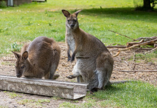 Twee wallaby's zitten op de grond in het vakantiepark Welcome In - Zeeland, met gras en takken op de achtergrond.