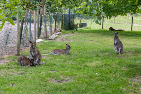 Groep wallaby's rustend en grazend op groene weide bij Welcome In - Zeeland vakantiepark in Nederland.