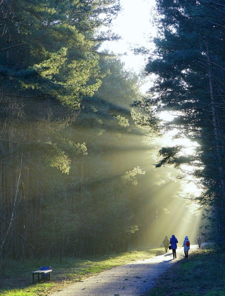 Solstråler skinner gennem trætoppene på en skovsti nær Bergeijk, hvor folk går i fredelig natur.
