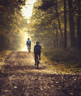 To cyklister kører på en skovsti i nærheden af Bergeijk, Nord-Brabant, Nederlandene, badet i blødt lys.