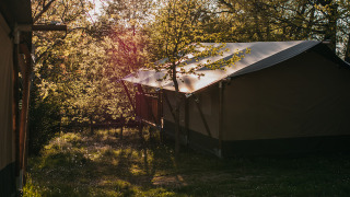 Safari tent at Camping Lucherino, Italy, surrounded by trees and dappled sunlight in a forest setting.