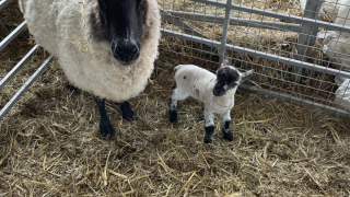 Schaap met zwart gezicht en lam in een hok op Feather Down Foxglove Farm in Zuidoost-Engeland, Verenigd Koninkrijk.