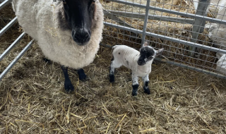Får med sort hoved og et lam i en indhegning på Feather Down Foxglove Farm i Sydøstengland, Storbritannien.